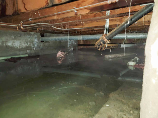 Best Flood damage cleanup  in Safety Harbor, FL
