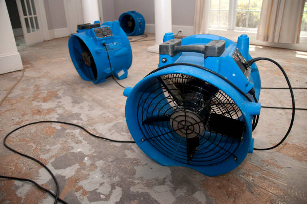 Best Carpet water damage restoration  in Safety Harbor, FL