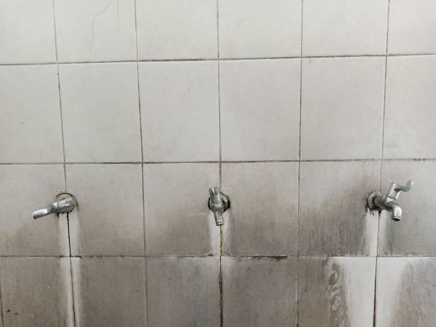 Best Water damage restoration mold remediation  in Safety Harbor, FL