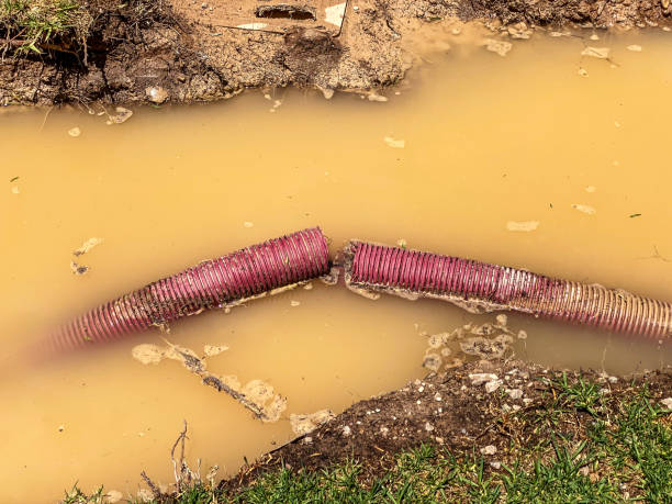 Best Water damage cleanup near me  in Safety Harbor, FL